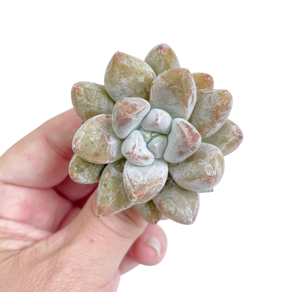 Echeveria Tolimanensis