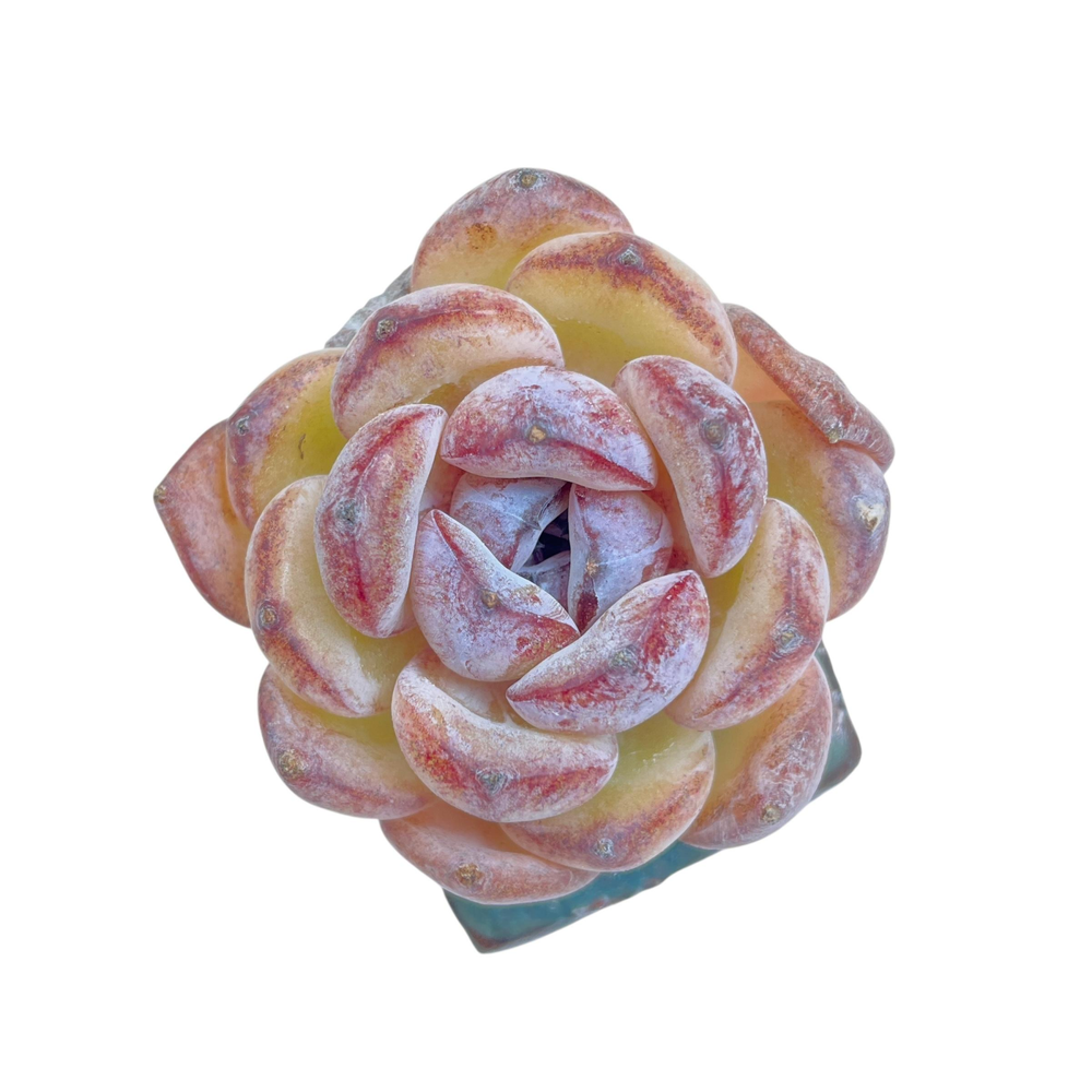 Echeveria Dark Opal