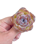 Echeveria Dark Opal