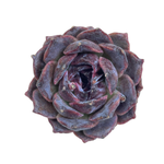Echeveria Black Coco