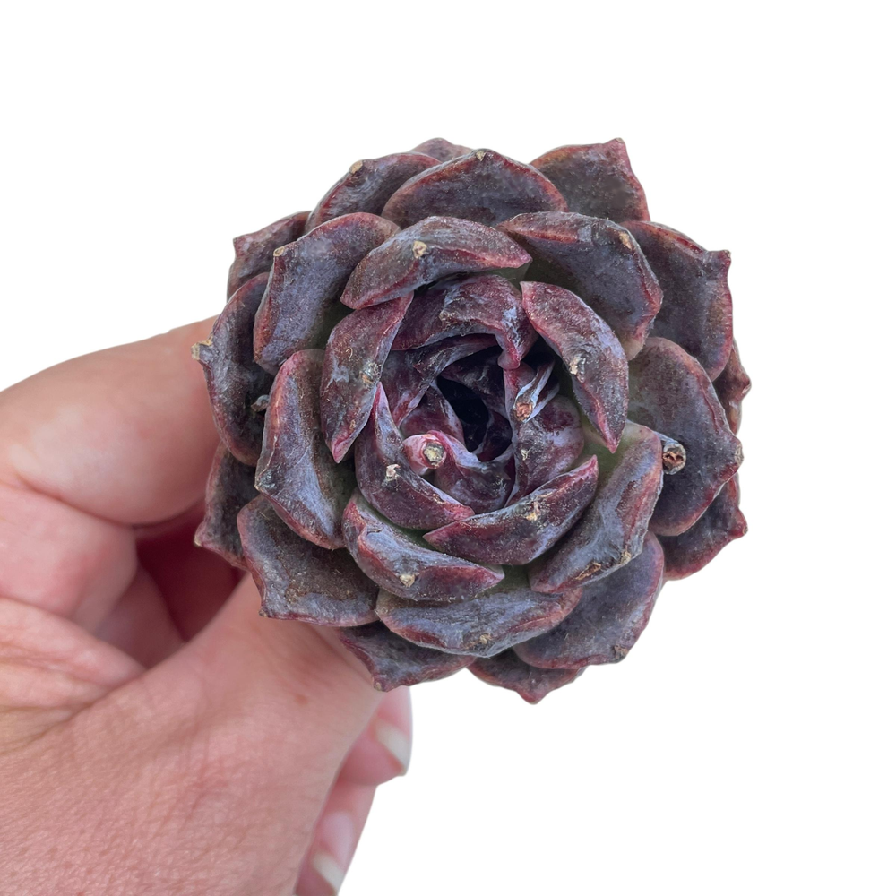 Echeveria Black Coco