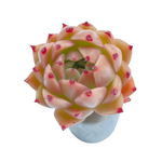 Echeveria Spicy