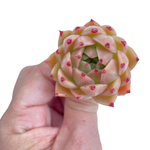 Echeveria Spicy