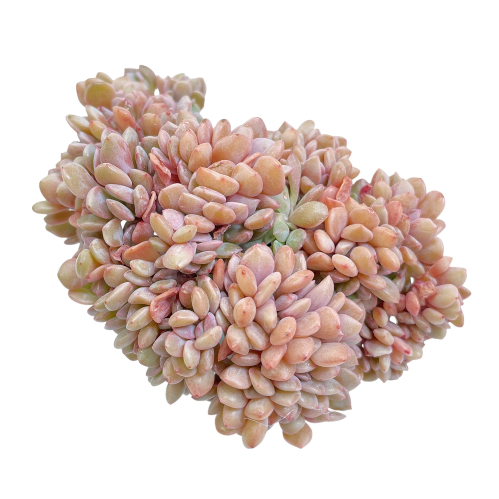 Graptoveria Debbie Cristata