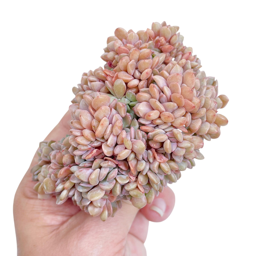 Graptoveria Debbie Cristata