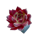 Echeveria Agavoides Ocean