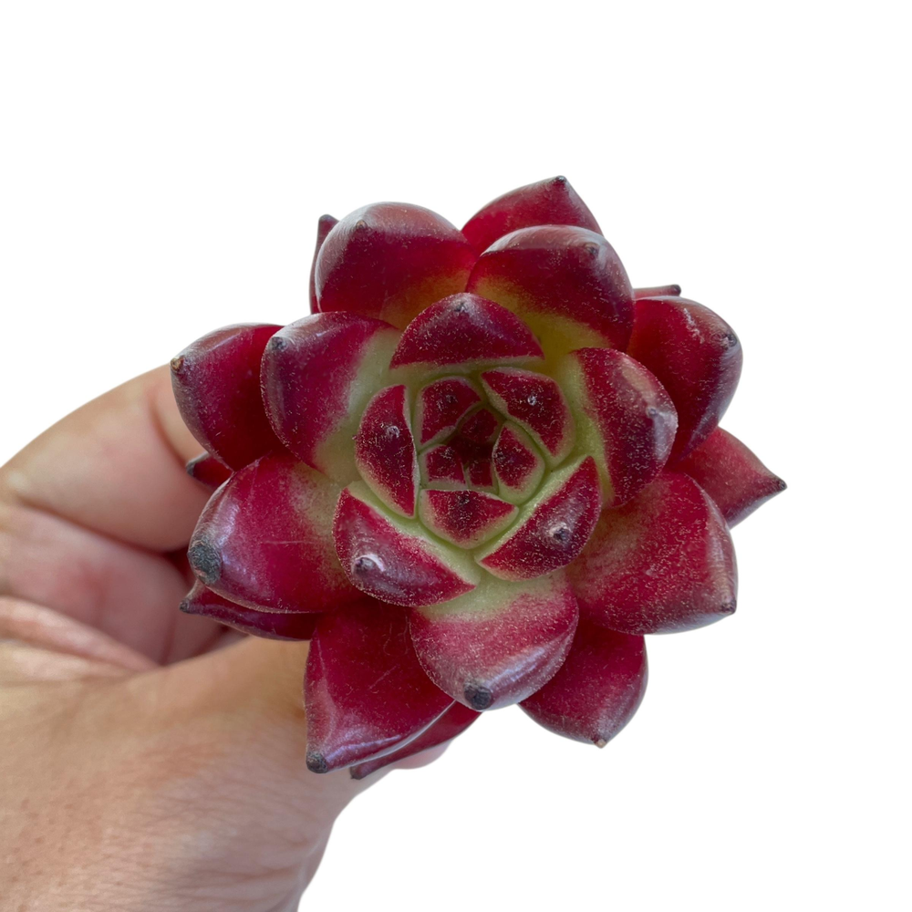 Echeveria Agavoides Ocean