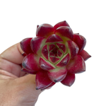 Echeveria Agavoides Ocean