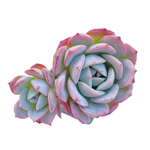 Echeveria Apink