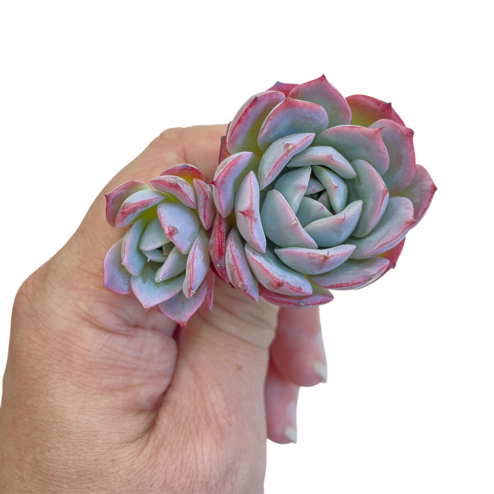 Echeveria Apink
