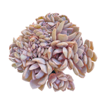 Graptoveria Debbie Cristata