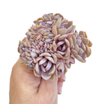 Graptoveria Debbie Cristata