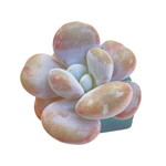 Pachyphytum Lalla