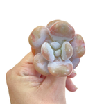 Pachyphytum Lalla