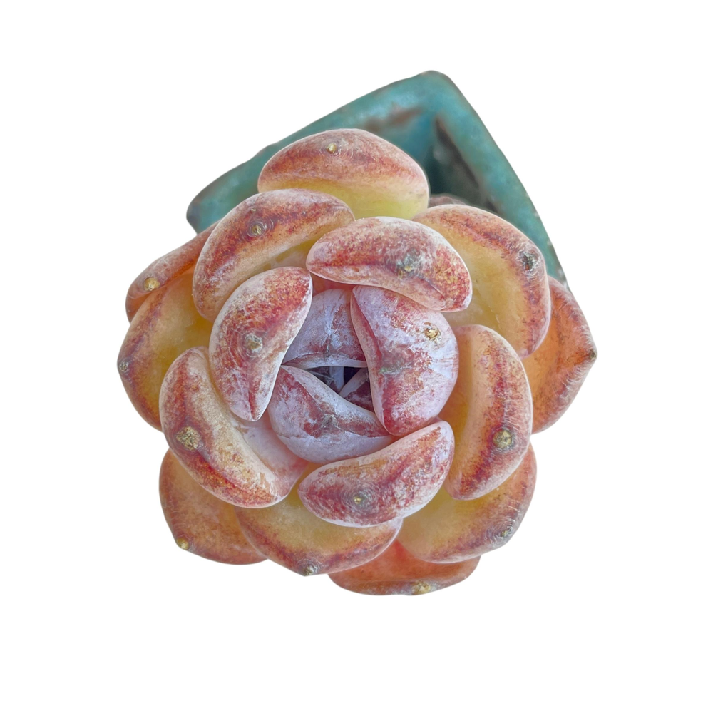 Echeveria Dark Opal