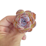 Echeveria Dark Opal