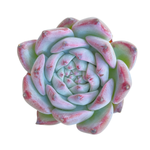 Echeveria Colorata Hybrid