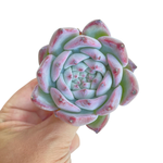 Echeveria Colorata Hybrid