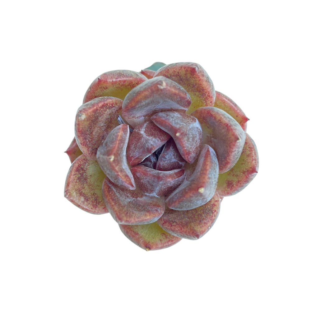 Echeveria Unknown