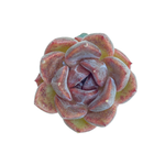 Echeveria Unknown