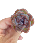 Echeveria Unknown
