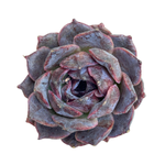 Echeveria Black Coco