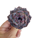 Echeveria Black Coco