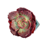 Echeveria Opinio