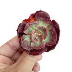 Echeveria Opinio