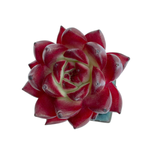 Echeveria Agavoides Ocean