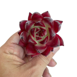 Echeveria Agavoides Ocean