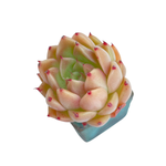 Echeveria Spicy
