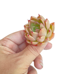 Echeveria Spicy
