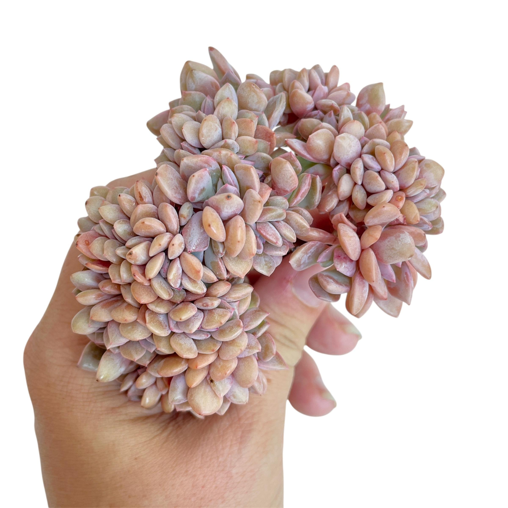 Graptoveria Debbie Cristata