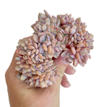 Graptoveria Debbie Cristata