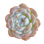 Echeveria Orange Monroe