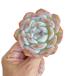 Echeveria Orange Monroe