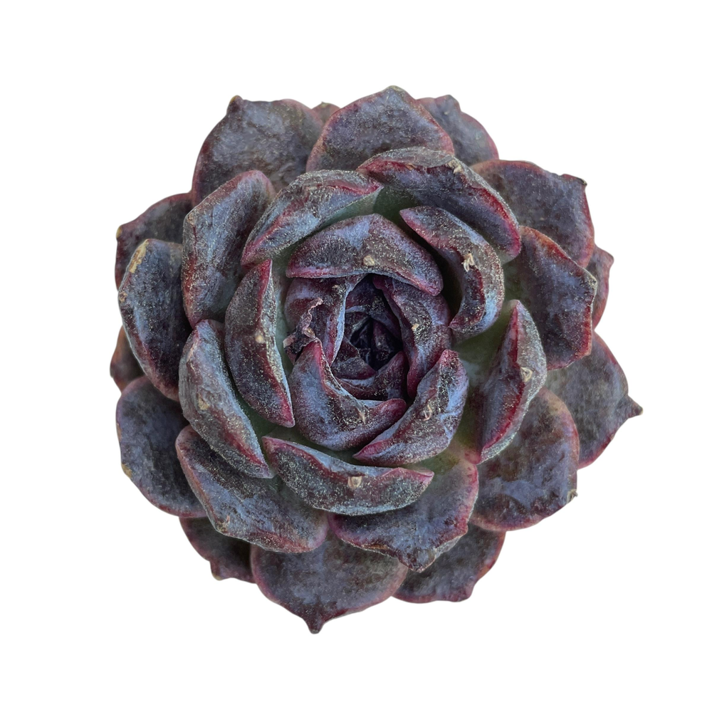Echeveria Black Coco