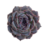 Echeveria Black Coco