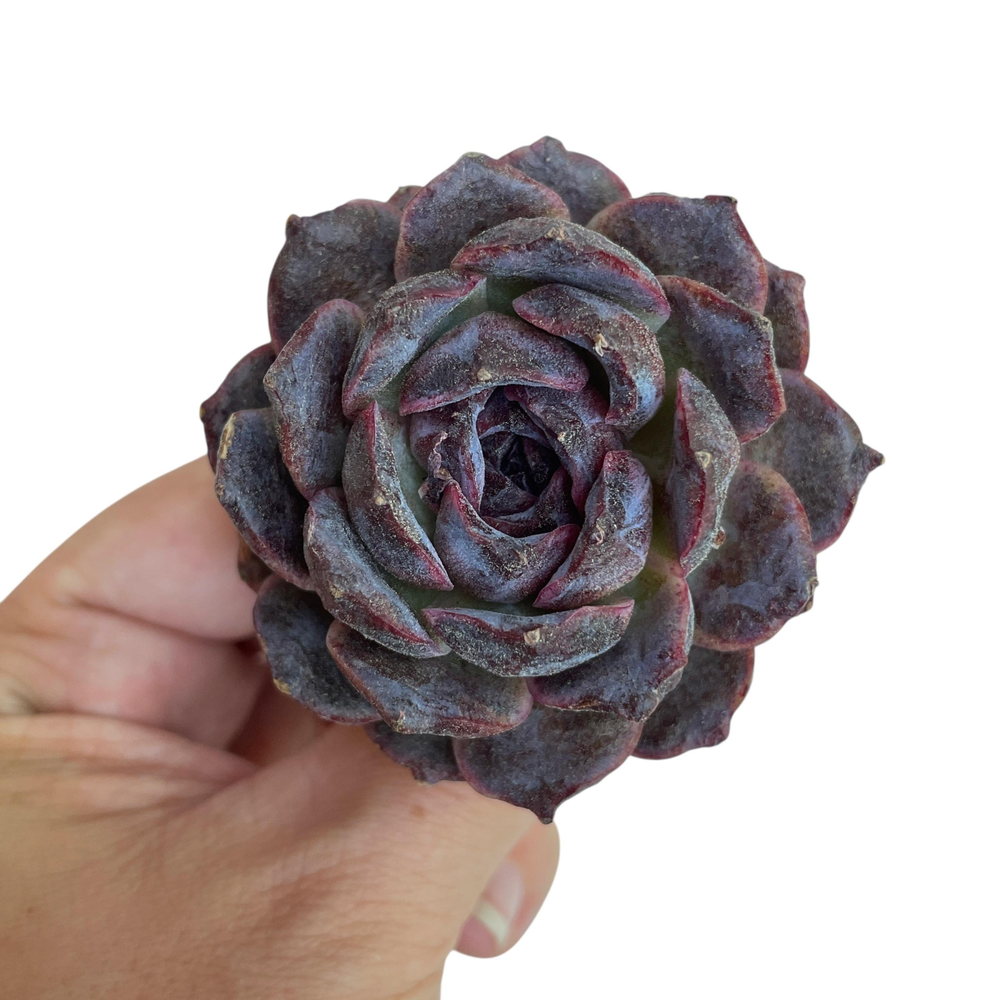 Echeveria Black Coco