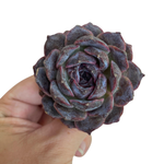 Echeveria Black Coco