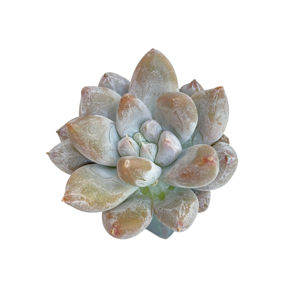 Echeveria Tolimanensis