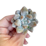 Echeveria Tolimanensis