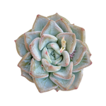 Echeveria Blue Wedding