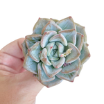 Echeveria Blue Wedding