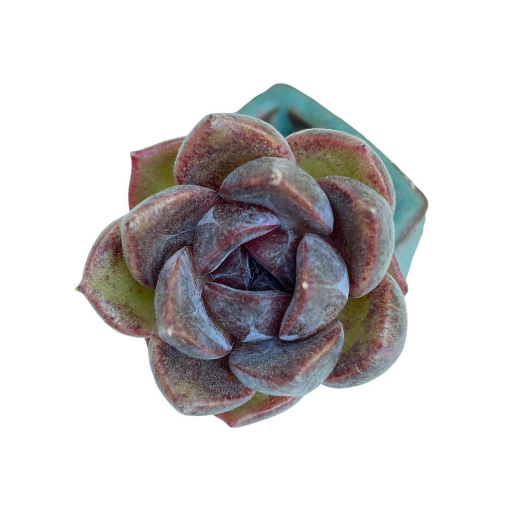 Echeveria Unknown