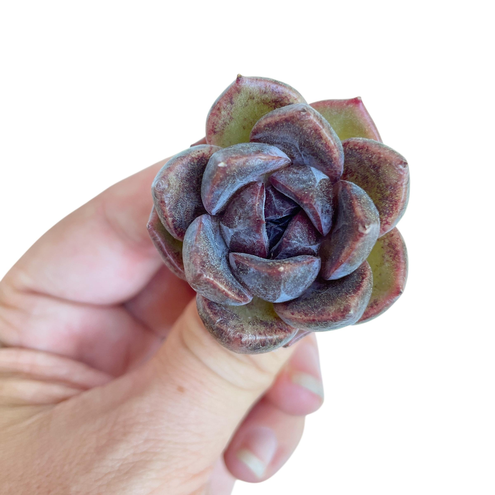 Echeveria Unknown