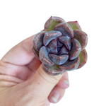 Echeveria Unknown