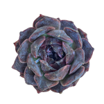 Echeveria Black Coco
