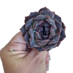 Echeveria Black Coco